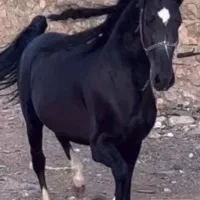 اسب کرد|اسب و تجهیزات اسب‌سواری|تهران, فرودگاه مهرآباد|دیوار