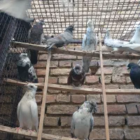 حدود ۵۰ عدد کفتر گرفتنی|پرنده|تهران, جوادیه|دیوار