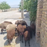 شیشک میش وبره