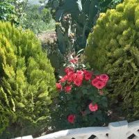 فروش یا معاوضه یک قطعه باغ 800 متری|فروش زمین و ملک کلنگی|شیراز, جمال آباد|دیوار