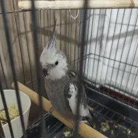 عروس هلندی وایت فیس مولد