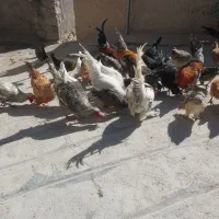 خسی محلی اصل.