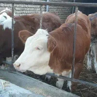 گوساله وحیوانلت دلخواه وخالص|حیوانات مزرعه|سلطانیه, |دیوار