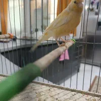 قناری ماده آماده 5 تخم