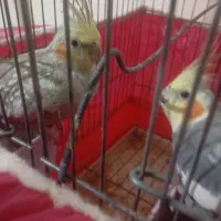 عروس هلندی|پرنده|برخوار, |دیوار