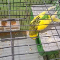 مرغ عشق|پرنده|مسجد سلیمان, |دیوار