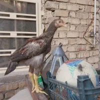 جوجه لاری|حیوانات مزرعه|شیراز, کرونی(خاتونک)|دیوار