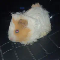 خرگوش همستر