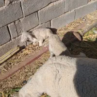 میش و بره لاکن|حیوانات مزرعه|قائن, |دیوار