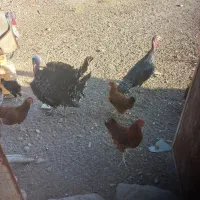 یک جفت بوقلمون برنز