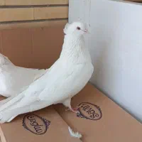 اراکی|پرنده|اصفهان, بوستان ناژوان|دیوار