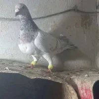هفت رنگ‌ خطی ماده