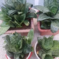 انواع گل های طبیعی|گل و گیاه طبیعی|بناب, |دیوار