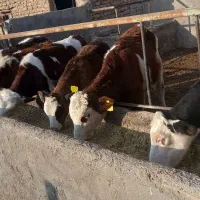 گوساله داشتی و پروار