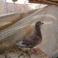 زاجر . سخریج