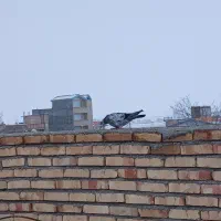 کبوتر|پرنده|ماکو, |دیوار