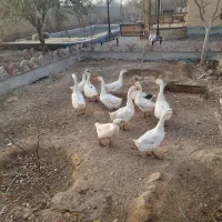 فروش غاز خانگی