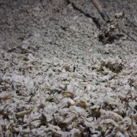 تفاله چغندر