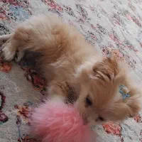 واگذاری پامر|سگ|شیراز, زرهی|دیوار