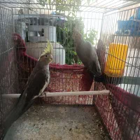جوجه عروس هلندی