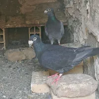 کفتر پلاکی