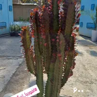 گیاهان آپارتمانی|گل و گیاه طبیعی|فردیس, شهرک ناز|دیوار