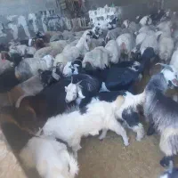 گوسفند