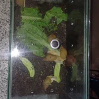 حلزون|خزنده|بندرعباس, |دیوار