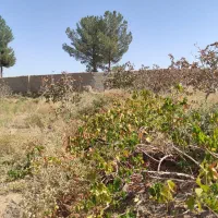 فروش دو باغ پسته