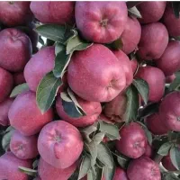 سرکارگر هستم واسه چیدن سیب