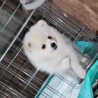 پامر خرسی ۲ ماهه|سگ|لنجان, |دیوار