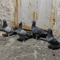 کبوتر پلاکی نر