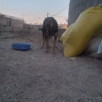 پژدر|سگ|نظر کهریزی, |دیوار