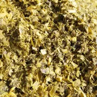 ذرت علوفه‌ای