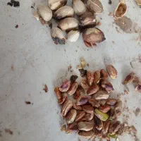 پوک و گو شمارا خریدارم