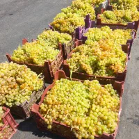 انگور فخری و کشمشی