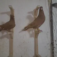 کرم خط سفید زرد گلالی|پرنده|برازجان, |دیوار