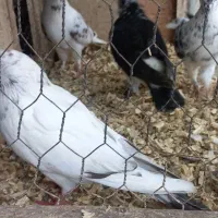 کبوتر کفتر پرشی و زینتی|پرنده|رویان, |دیوار