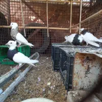 کفتر طوقی اصل کرمانشاه بالغ