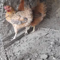 مرغ خروس|حیوانات مزرعه|گله دار, |دیوار