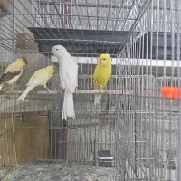 پرنده سرای پرطلایی پرند|پرنده|پرند, فاز ۲|دیوار