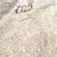 میش ابستن|حیوانات مزرعه|رابر, |دیوار