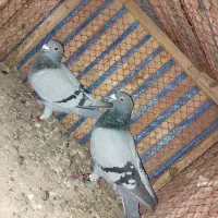 کبوتر مسافتی|پرنده|مشهد, کوی دروی|دیوار