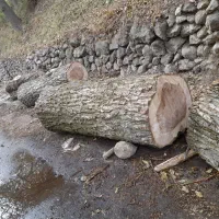 خرید چوب|خدمات باغبانی و درختکاری|مراغه, |دیوار