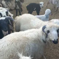 بره کهره دبر چبش