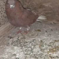 کفتر یا کبوتر|پرنده|ماهدشت, |دیوار