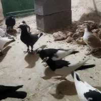 کبوترپرشی|پرنده|اسفراین, |دیوار