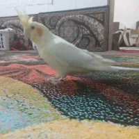 عروس هلندی جفت تخم گذار