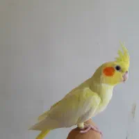 عروس هلندی لوتینو زعفرانی دوماه دستی