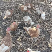 بوقلمون|حیوانات مزرعه|سنندج, |دیوار